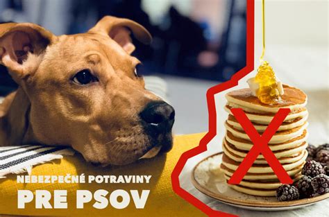 Infografika: Jedovaté potraviny pre psov