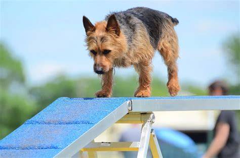 Fotografia typického tréninguWelš teriér v agility