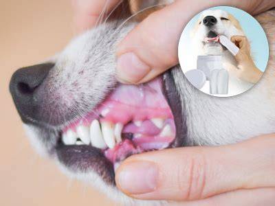 Obrázok znázorňujúci anatomiu psích zubov a ďasien