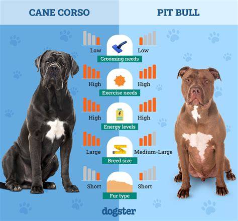 Infografika: Základné živiny a ich význam v každom veku Cane Corso
