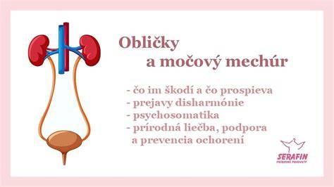 Infografika: fyziológia šestonedelia, ændrenie maternice, močový mechúr a panvové dno