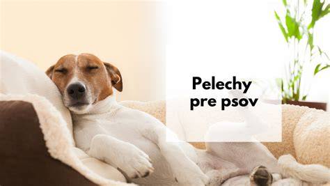 Infografika: Ako vybrať správny pelech pre psa a jeho umiestnenie