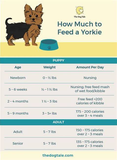 Yorkie feeding chart
