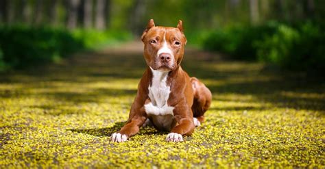 História amerického pitbulteriéra