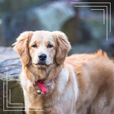 Infografika: Všeobecný profil labradora retrievera (status, výška, farby, výcvik)