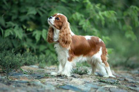 História plemena Cavalier King Charles Spaniel na dobových obrazoch