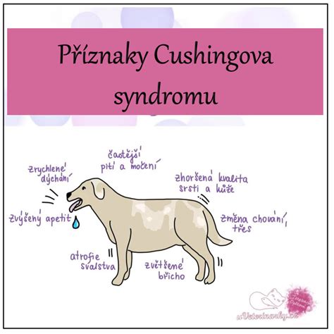Infografika: Vestibulárny syndróm u psa - mechanizmus a formy