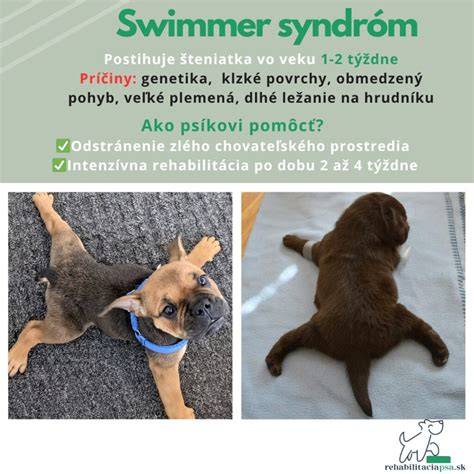 Infografika: Vestibulárny syndróm u psov a rozdiely medzi periférnym a centrálnym typom
