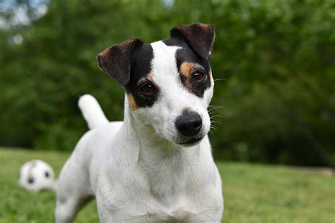 Jack Russell teriér s typickým sfarbením