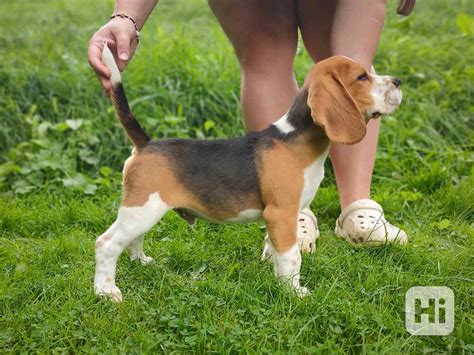 Bígl s typickým sfarbením