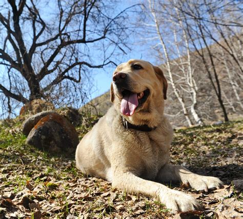 Pes prejavujúci známky stresu