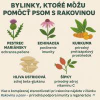 Infografika: Bezpečné bylinky pre psov a ich účinky