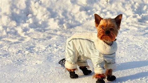 Pes v zimnom oblečku