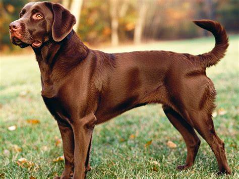 labrador s lesklou srstou po správnej starostlivosti