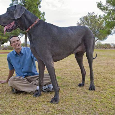 Fotografia Giant George a jeho majiteľov