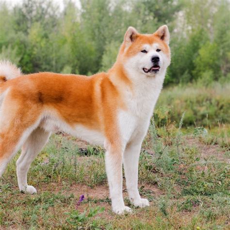 Tréning a výchova psa Akita Inu
