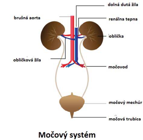 Infografika: Ako funguje močový systém psa a čo spôsobuje inkontinenciu