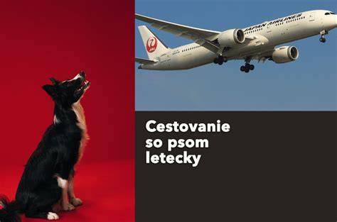 Infografika: Cestovanie so psom - kontrolný zoznam a kroky