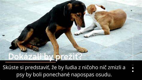 Obrázok: Porovnanie typov srsti a starostlivosti o srsť Jack Russell