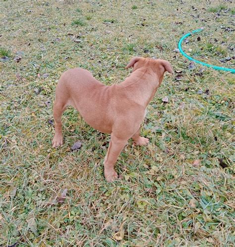 Šteniatko kontinentálneho buldoga