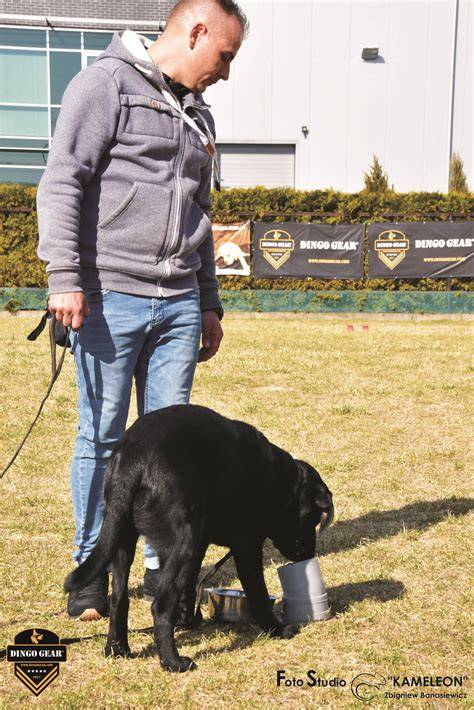 Infografika: Profil labradora retrievera a hlavné charakteristiky plemena