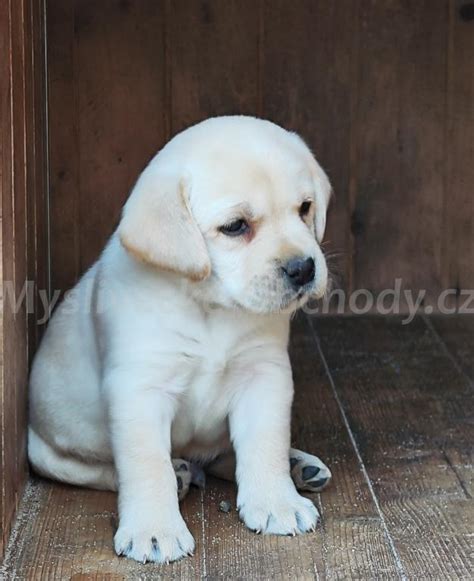 Šteňa labradorského retrievera v rastovej fáze