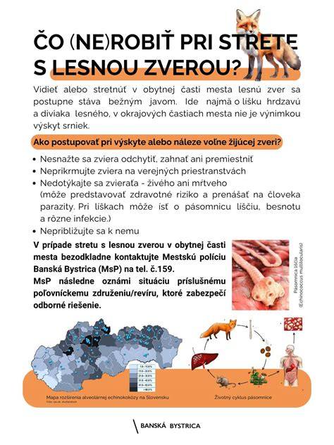 Schéma základných tvarov pri kreslení zvieraťa