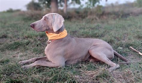 Weimarský stavač v akcii