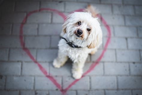 Ilustračná fotka psa v interiéri