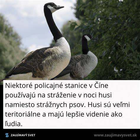 Infografika: Rozdelenie strážnych psov podľa skupín (pastierske, strážne, lovecké, spoločenské)