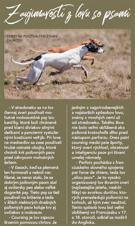 Ilustrácia rôznych poľovných psov