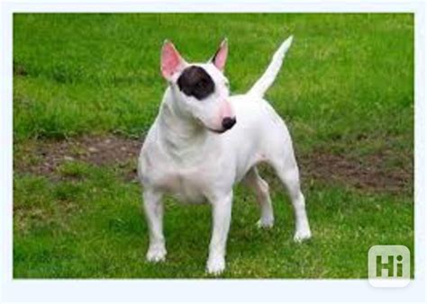 Porovnanie práce bulteriéra a duriča