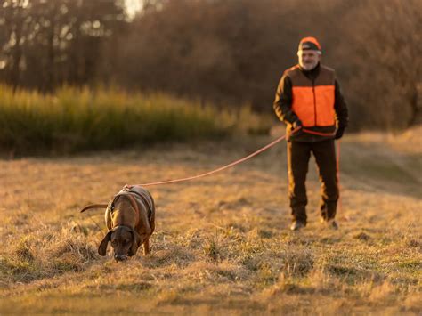 Bulteriér pri dohľadávaní postrelenej zveri