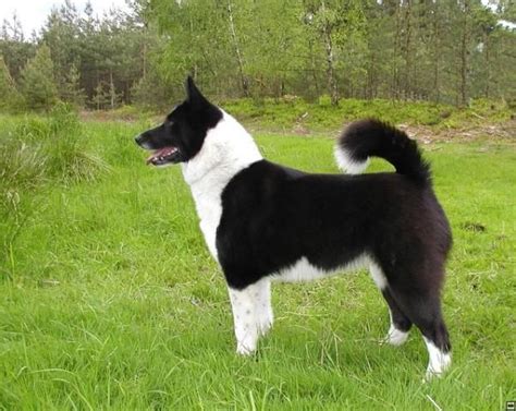 Karelský medvedí pes v prírode