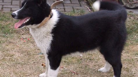 Šteňa karelského medvedieho psa