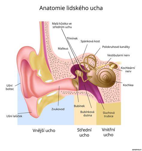 Schéma sluchového systému psa s popisom: ušné kanáliky, bubienok, malé sluchové kloktíky, kochlea, sluchový nerv