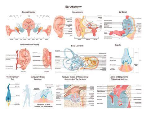 Infografika o anatómii psieho ucha a správnom čistení uší