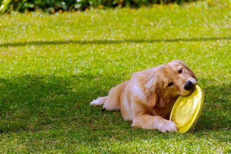 Retriever aportujúci loptičku v parku
