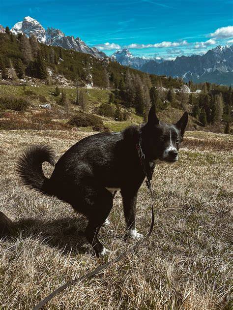Inšpiratívna fotografia psa, ktorý vykonáva potrebu na správnom mieste