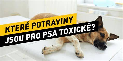 Infografika: Toxické potraviny psa a čo im hrozí