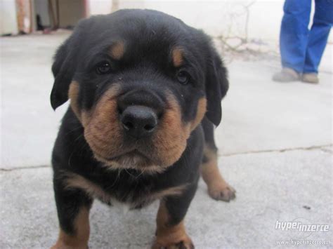 Štandardný vzhľad rotvajlera s typickými znakmi