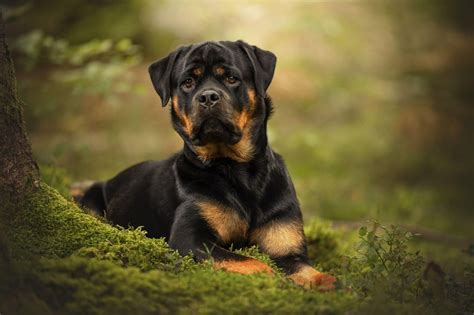 Rotvajler v interakcii s rodinou a deťmi