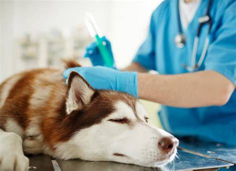 Infografika: Prehľad najčastejších príčin kašľa u psov a kedy vyhľadať veterinára