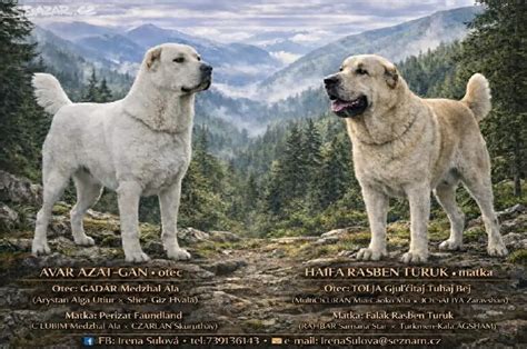 Detail hlavy kangalského pasteveckého psa s čiernou maskou