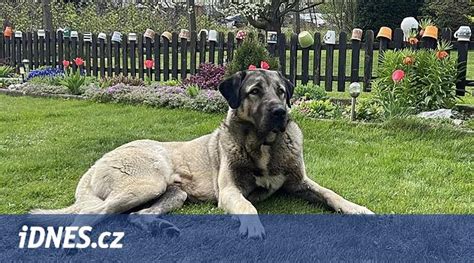 Šteňa kangalského pasteveckého psa