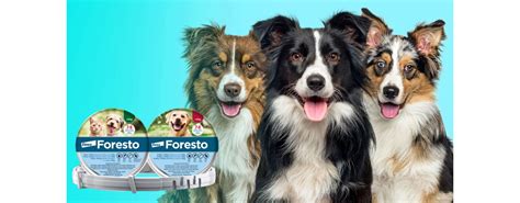 Obrázok antiparazitného obojku Foresto