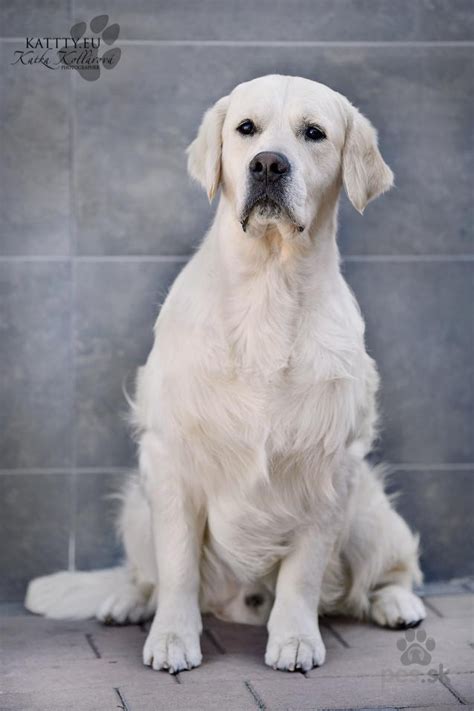 Realistické portréty hlavy zlatého retrievera