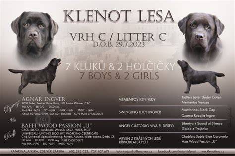 Infografika: Vlastnosti krížencov labradorského retrievera a vlkodava