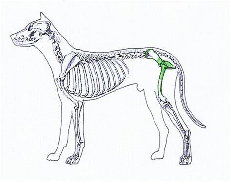 Infografika ukazujúca anatomickú štruktúru bedrového a lakťového kĺbu psa
