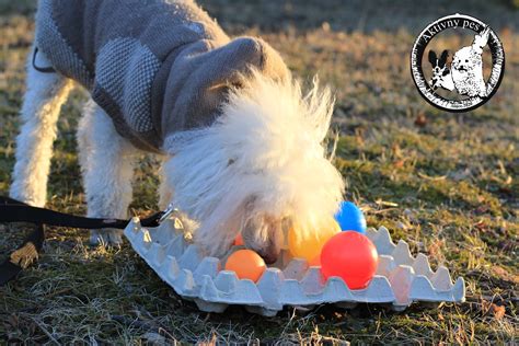 Pes sústredený pri riešení hlavolamu